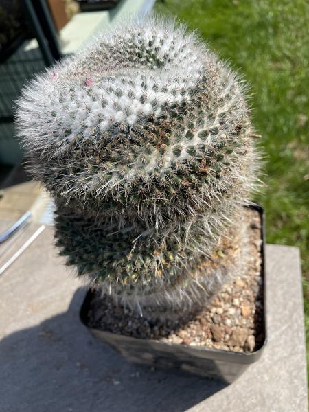 Mammillaria hahniana